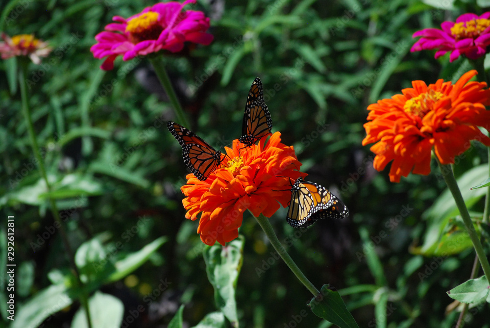 Three MonarchThree Butterflies Sharing an Orange Zinnia Flower in a Garden