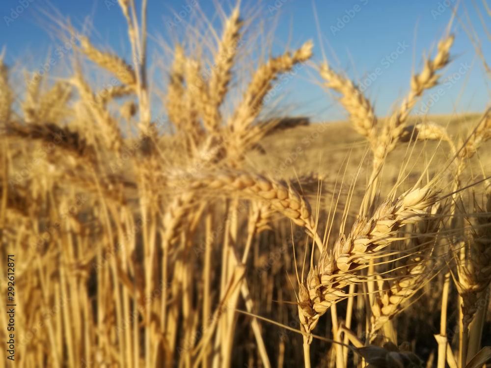 Ears of barley in the foreground. Ripe cereal Yellow grain of the Spanish field. Ears of barley in the foreground. Ripe cereal Yellow grain of the Spanish field.