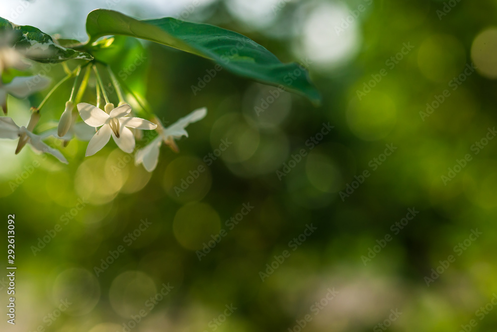 Obraz premium White flowers