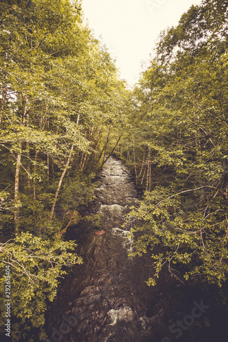 forest in autumn