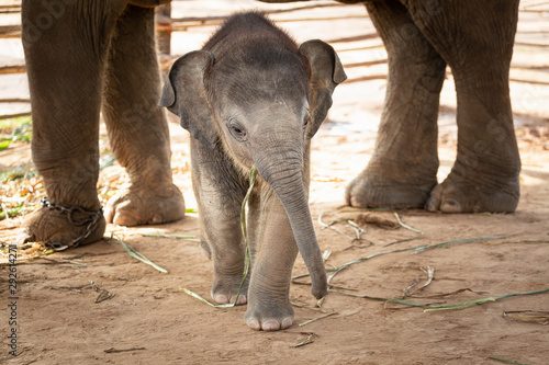 Newly born baby elephant That is cute