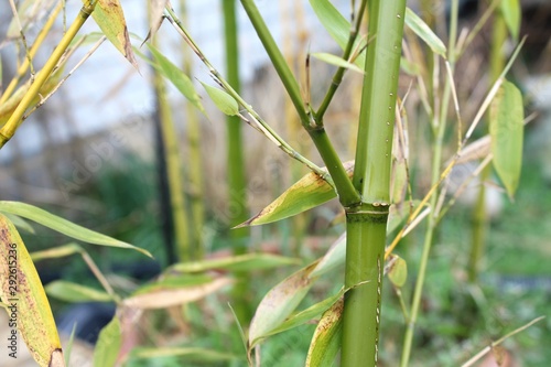 Detail of green bamboo branch with blurred background