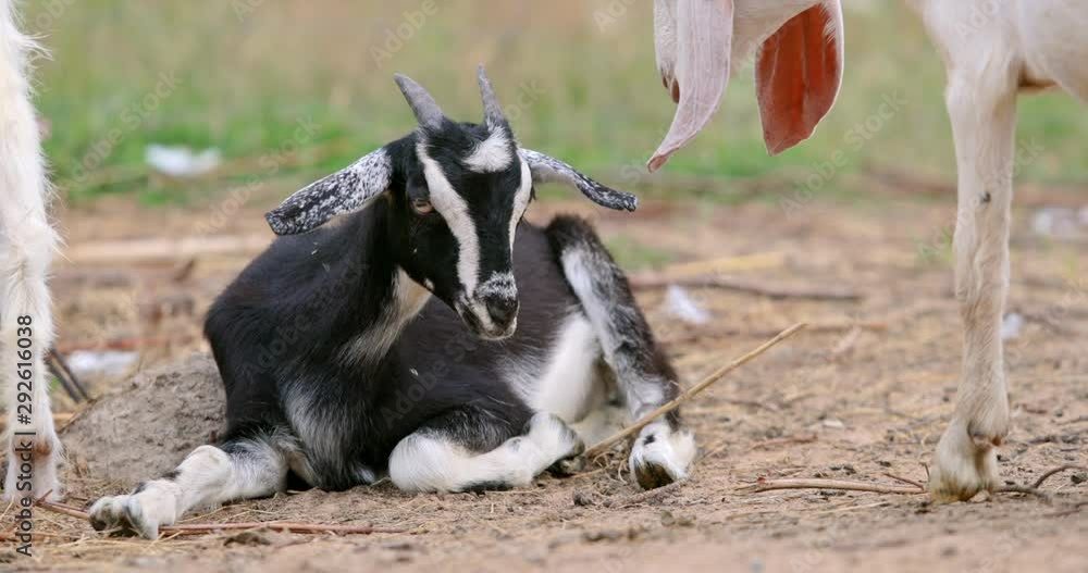 Two goatlings rest and play in the fresh air. Little goat look over the farm fence. Goats on nature pasture. Wildlife and ecology concept. Urban lifestyle relax. Hipster on vacation with farm animals. Two goatlings rest and play in the fresh air. Little goat look over the farm fence. Goats on nature pasture. Wildlife and ecology concept. Urban lifestyle relax. Hipster on vacation with farm animals.