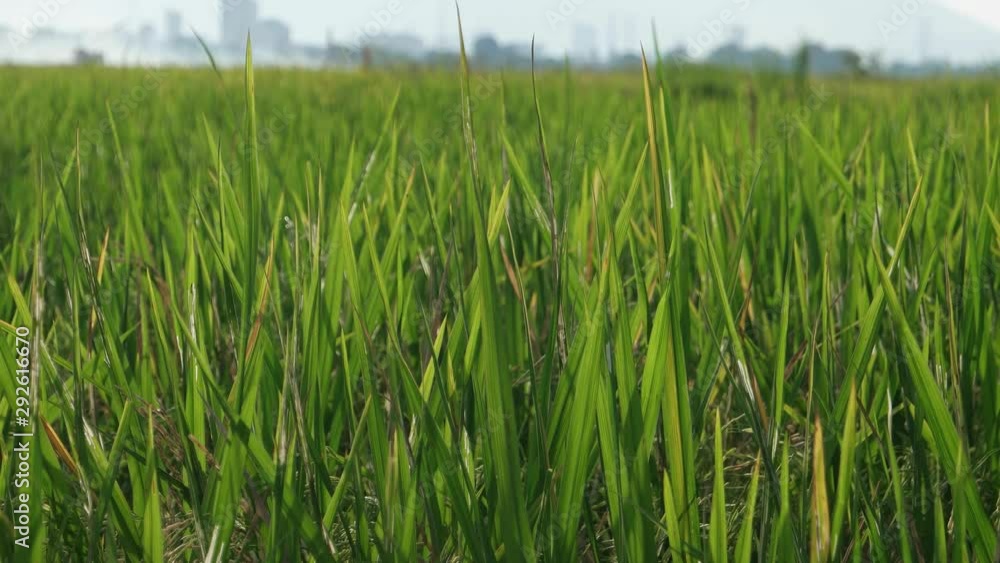 Close up green paddy field leaves. Close up green paddy field leaves.