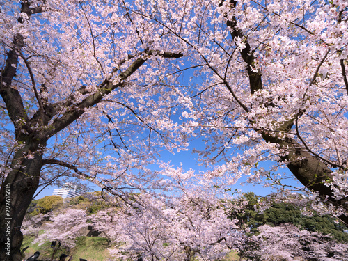 Wallpaper Mural 桜が満開の千鳥ヶ淵 Torontodigital.ca