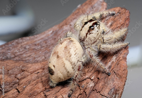 Close up jumping spider