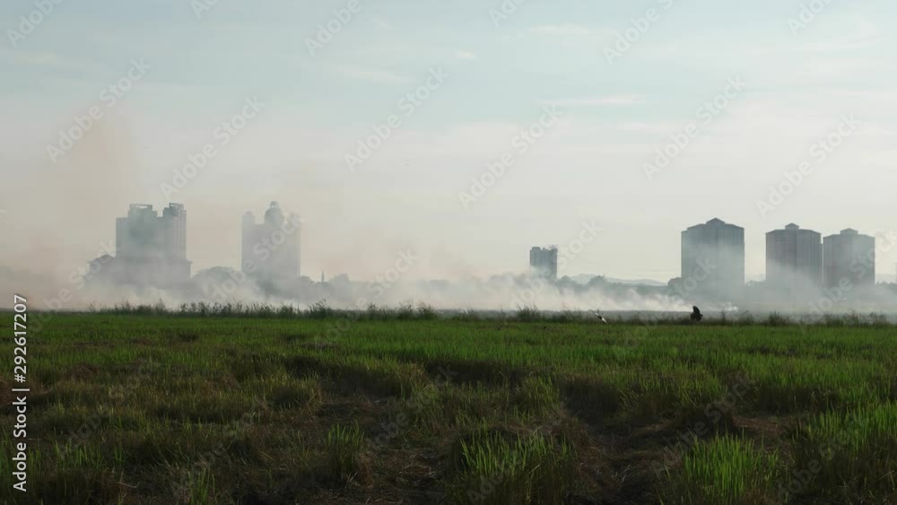 Crows fly at the open burn farm. Smoke is appear around the farm. Crows fly at the open burn farm. Smoke is appear around the farm.