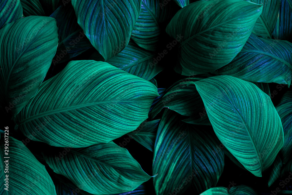 abstract green leaf texture, nature background, tropical leaf abstract green leaf texture, nature background, tropical leaf