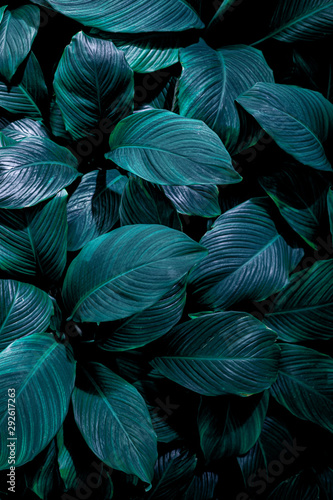 abstract green leaf texture  nature background  tropical leaf