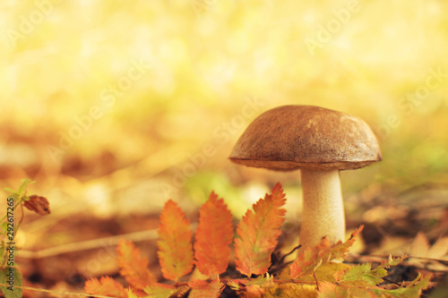 edible mushroom with place for text on a background of autumn among the leaves