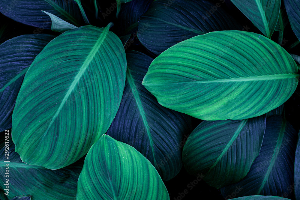 abstract green leaf texture, nature background, tropical leaf abstract green leaf texture, nature background, tropical leaf