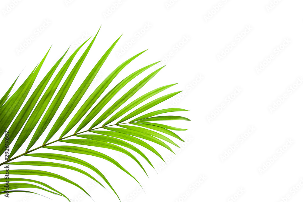 tropical coconut leaf isolated on white background, summer background tropical coconut leaf isolated on white background, summer background