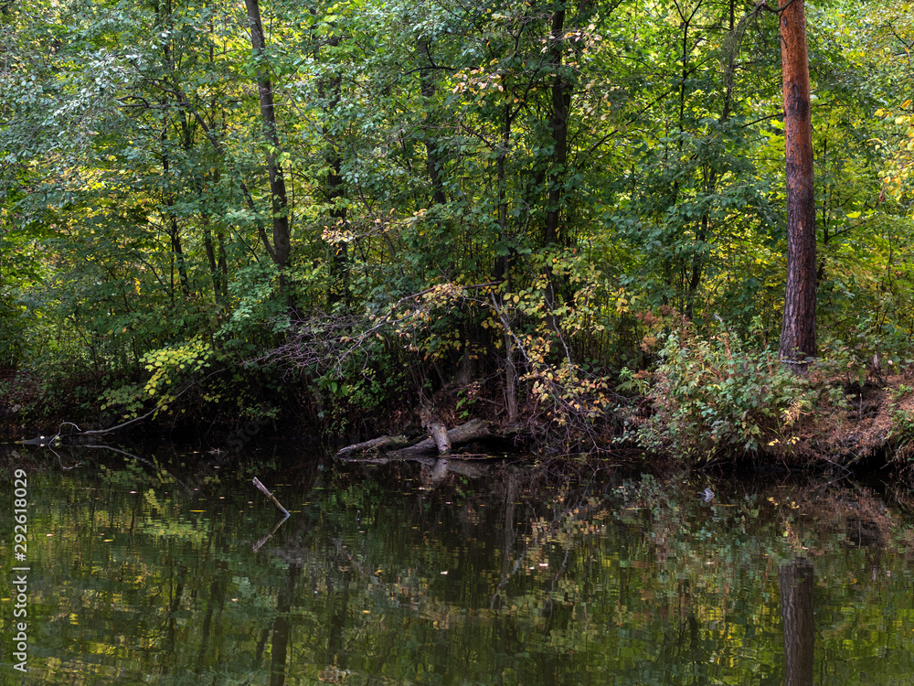 Autumn, pond, tree roots. Autumn, pond, tree roots.