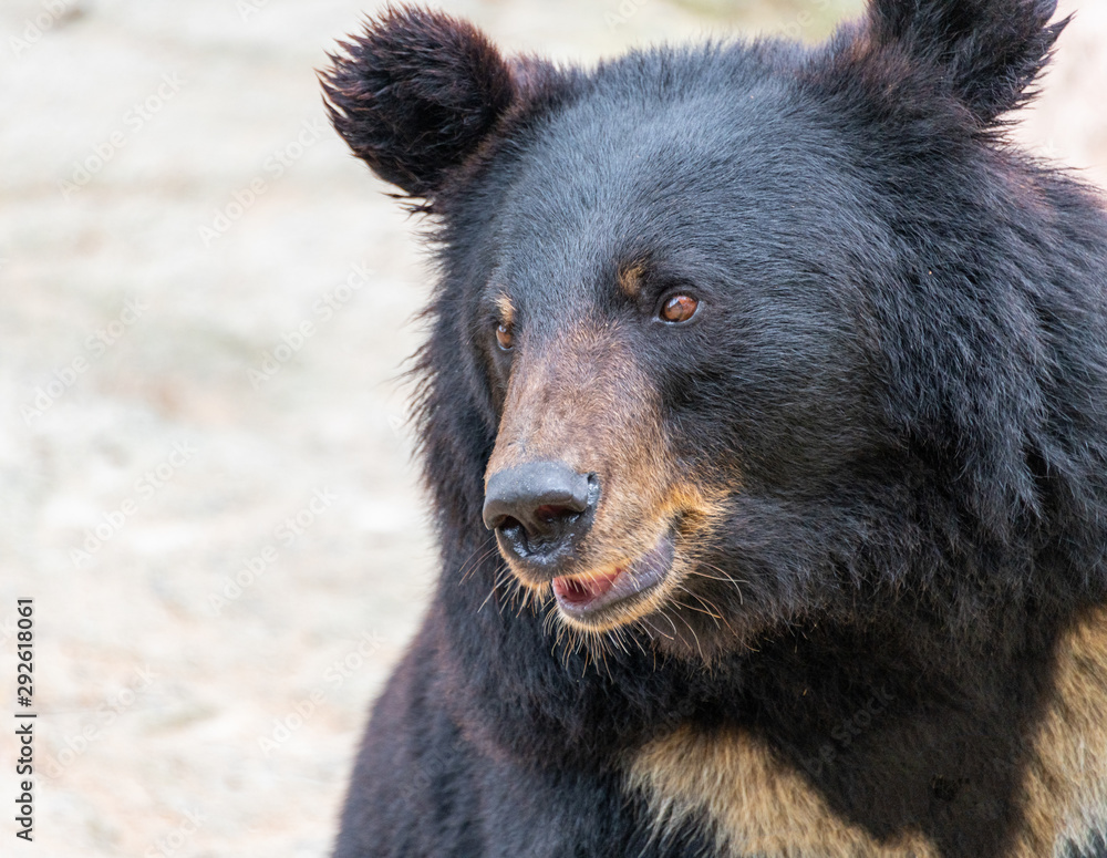 A cute black bear in a wildlife park. A cute black bear in a wildlife park.