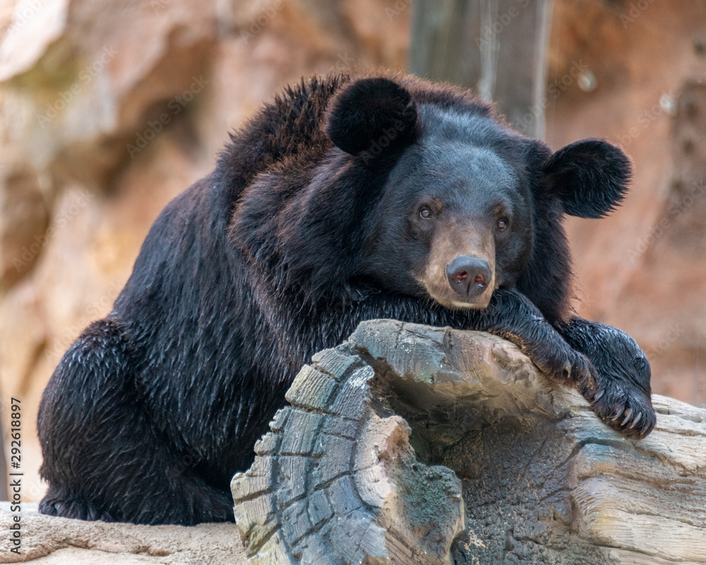 A cute black bear in a wildlife park. A cute black bear in a wildlife park.