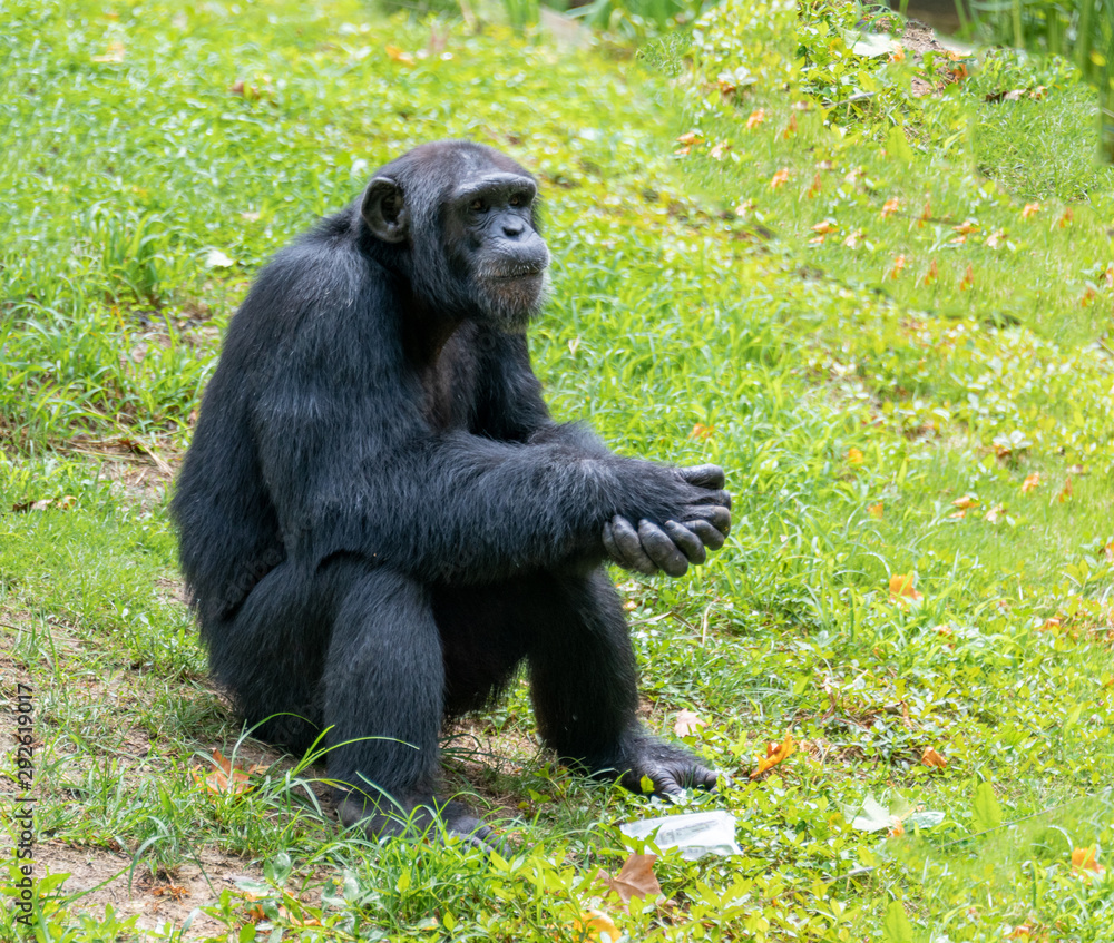 Chimpanzees sitting on the ground in a wildlife park Chimpanzees sitting on the ground in a wildlife park