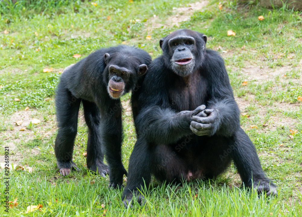 Chimpanzees sitting on the ground in a wildlife park Chimpanzees sitting on the ground in a wildlife park