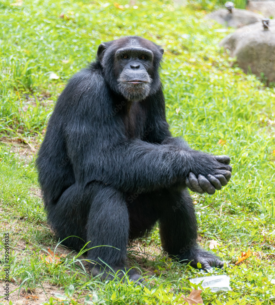 Chimpanzees sitting on the ground in a wildlife park Chimpanzees sitting on the ground in a wildlife park