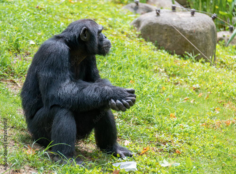 Chimpanzees sitting on the ground in a wildlife park Chimpanzees sitting on the ground in a wildlife park