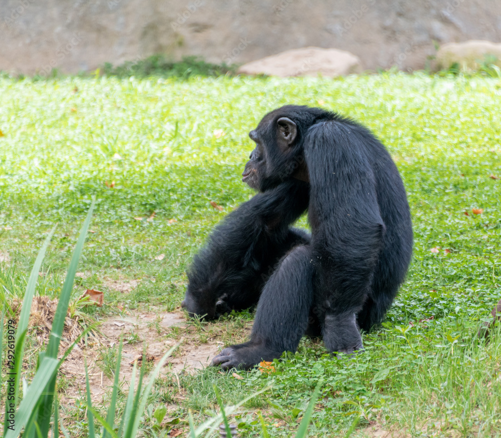 Chimpanzees sitting on the ground in a wildlife park Chimpanzees sitting on the ground in a wildlife park