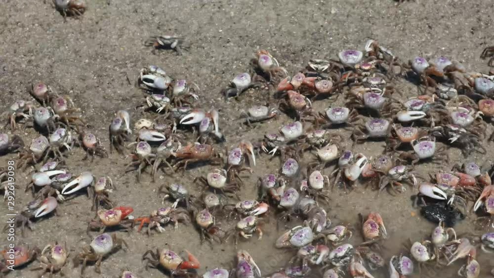 Fiddler crabs sifting food particles from the muddy sand at an inlet in Topsail Beach, North Carolina Fiddler crabs sifting food particles from the muddy sand at an inlet in Topsail Beach, North Carolina