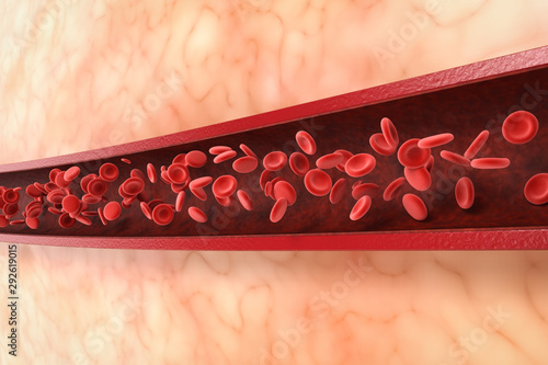 Fotografie red blood cells in vein