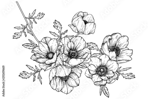 Sketch Floral Botany Collection. Anemone flower drawings. Black and white with line art on white backgrounds. Hand Drawn Botanical Illustrations.Vector.