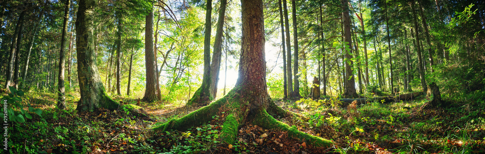 Fototapeta premium Jodły lasy wczesnym rankiem z pięknym światłem słonecznym