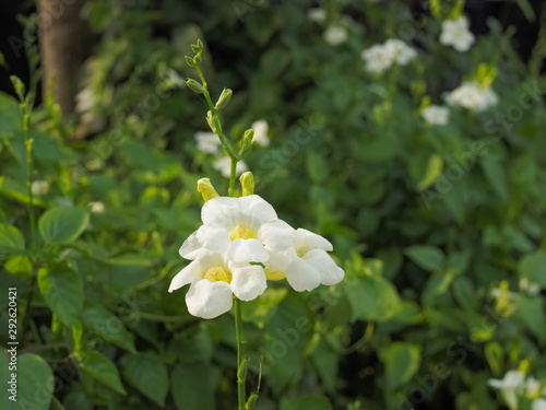 White Asystasia flowers  Asystasia gangetica  blossom on branch with green nature blurred background. known as the Chinese violet  Coromandel  Creeping foxglove and Asystasia.