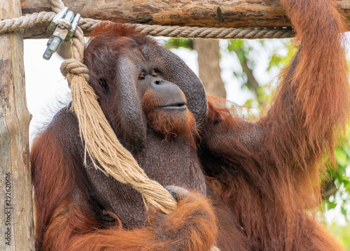 A giant Sumatran orangutan in a wildlife park