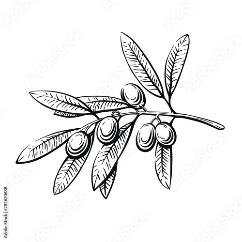 olive tree branch with fruits. vector sketch on white