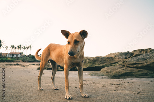 Fototapeta Naklejka Na Ścianę i Meble -  Stray dog Sri Lanka