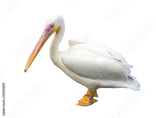 the big beautiful Pelican on white