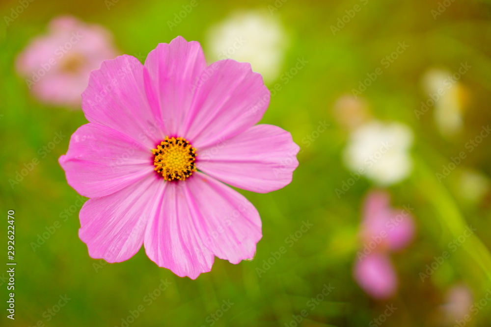 Obraz premium コスモス畑