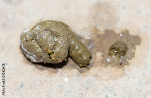 Close up of chicken poop at cement background for animal garbage concept