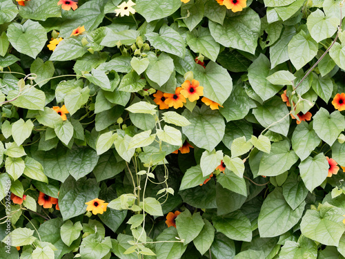 Thunbergia alata | Colored Flower of black-eyed Susan vines or Clockvine with a pop-art look photo