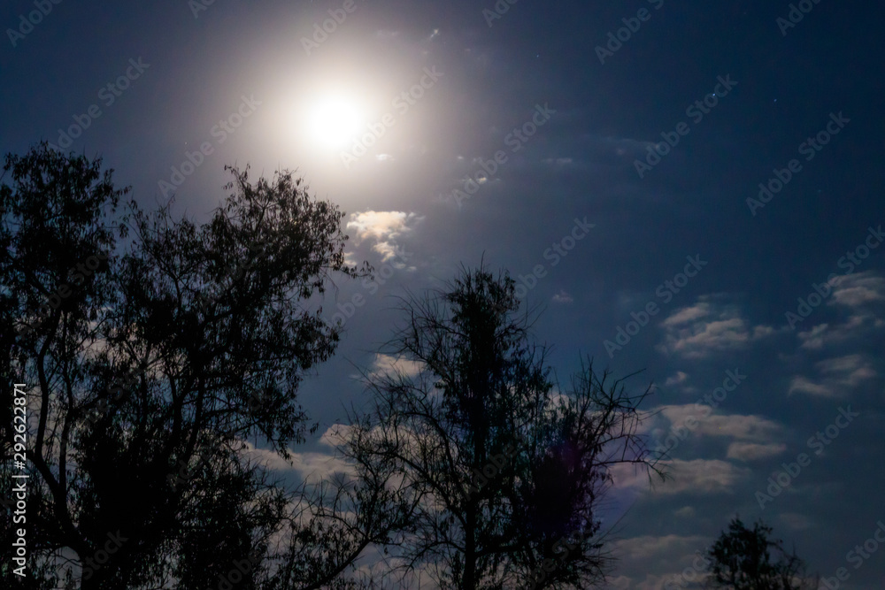 Night scene with full moon and trees