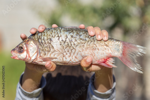 Fototapeta Naklejka Na Ścianę i Meble -  fresh crucian fish in a children's hand