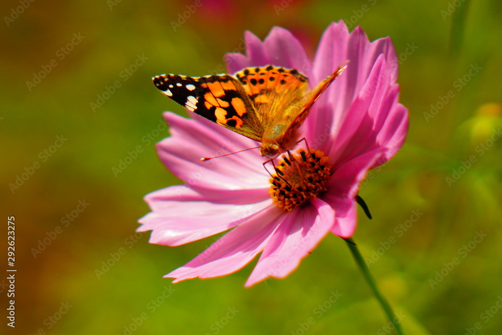 Obraz premium コスモスと蝶
