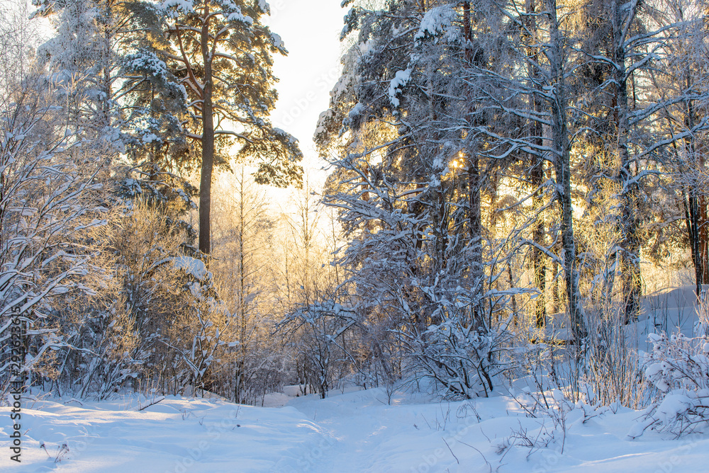 Fototapeta premium snowy winter forest at sunset