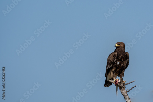 Greater spotted eagle or Clanga clanga sitting on a beautiful perch with spiny tailed lizard kill and blue sky background isolation at tal chhapar blackbuck sanctuary, rajasthan, India photo