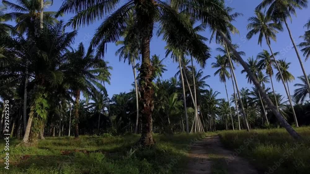 Coconut farm shoot in the morning. The coconut trees planted at both side of the path. Coconut farm shoot in the morning. The coconut trees planted at both side of the path.