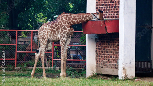 Canvas Print giraffes in zoo