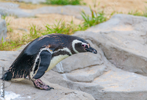 Penguins resting on the rocks on the shore