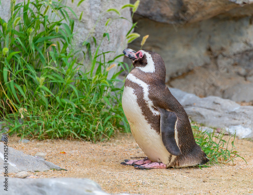 Penguins resting on the rocks on the shore