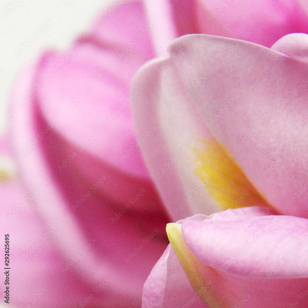 flowers. macro. pollen