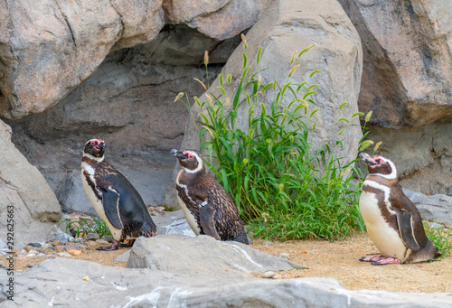 Penguins resting on the rocks on the shore