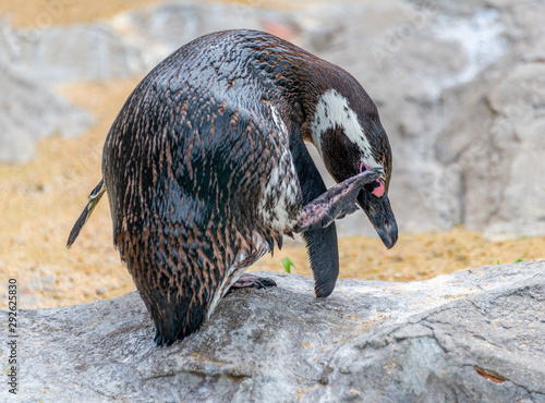 Penguins resting on the rocks on the shore