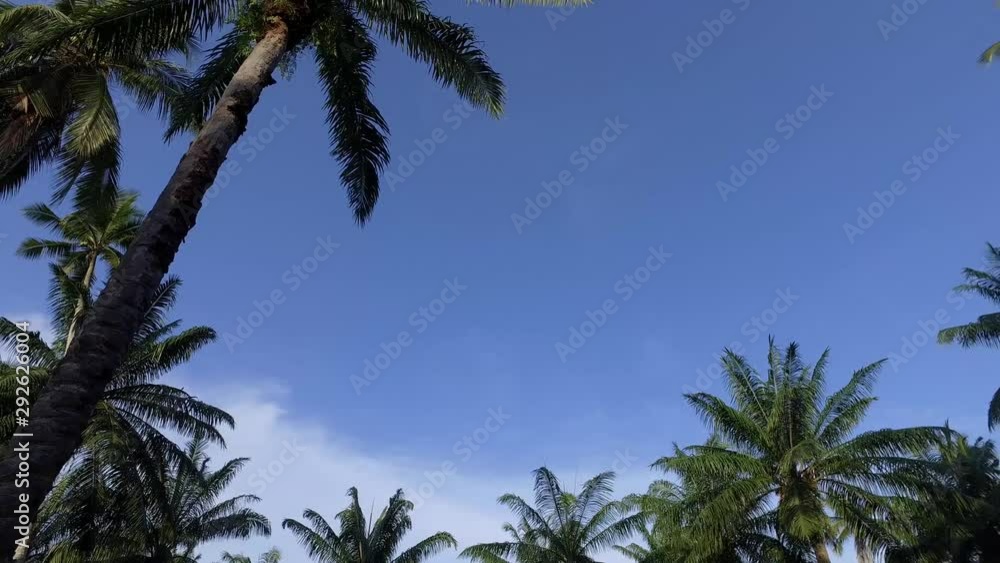 Looking up the coconut trees by hot weather with blue sky and white cloud. Looking up the coconut trees by hot weather with blue sky and white cloud.