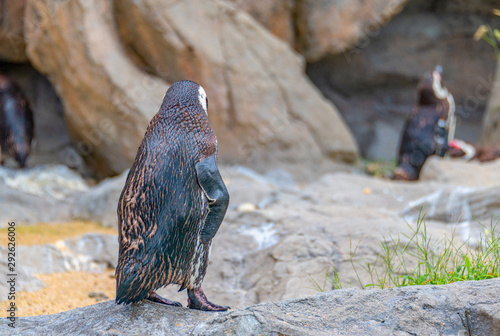 Penguins resting on the rocks on the shore
